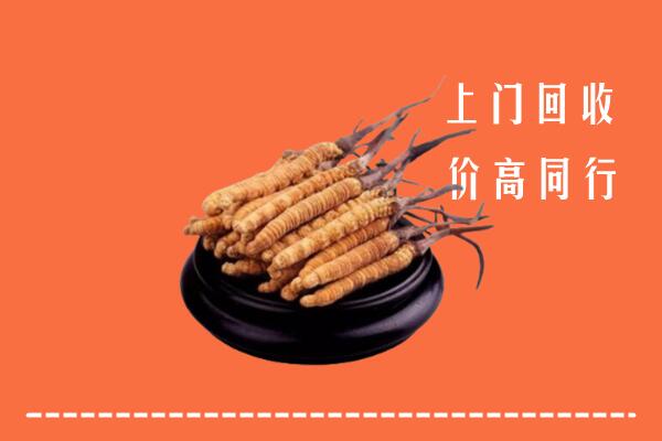 怒江州福贡回收散虫草